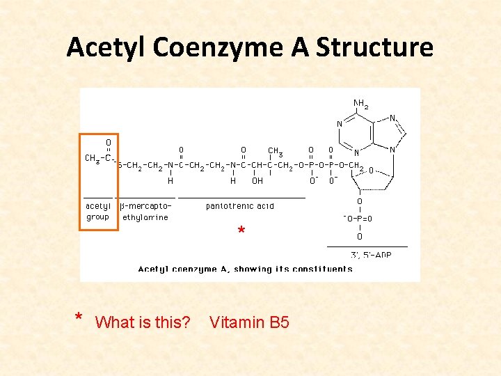 Acetyl Coenzyme A Structure * * What is this? Vitamin B 5 