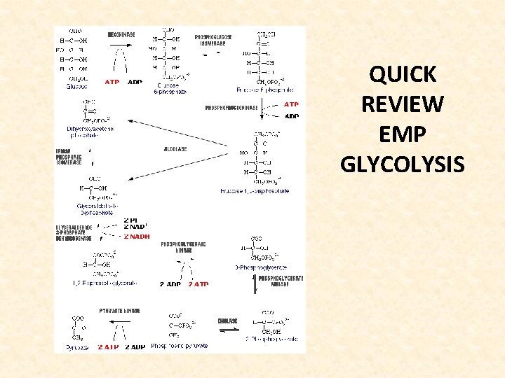 QUICK REVIEW EMP GLYCOLYSIS 