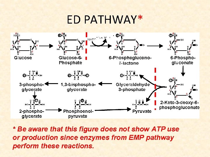 ED PATHWAY* * Be aware that this figure does not show ATP use or