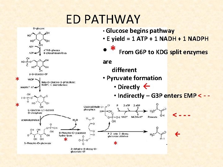 ED PATHWAY • Glucose begins pathway • E yield = 1 ATP + 1