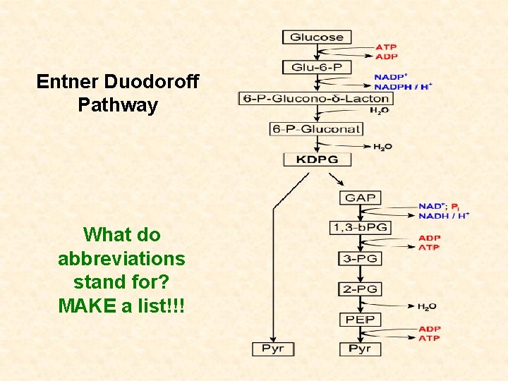 Entner Duodoroff Pathway What do abbreviations stand for? MAKE a list!!! 