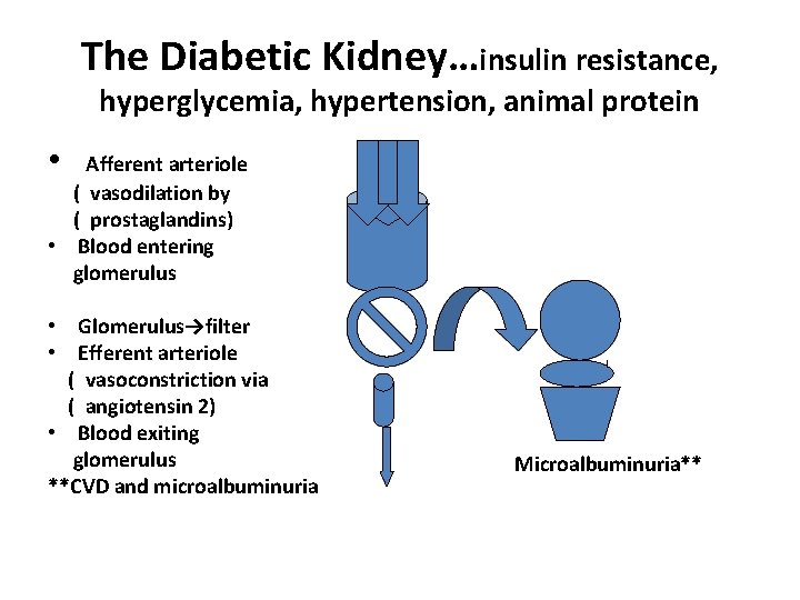 The Diabetic Kidney…insulin resistance, hyperglycemia, hypertension, animal protein • Afferent arteriole ( vasodilation by
