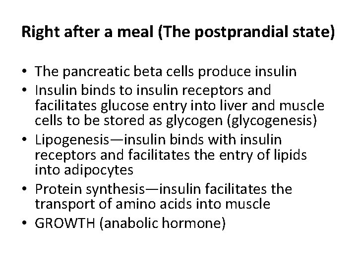 Right after a meal (The postprandial state) • The pancreatic beta cells produce insulin