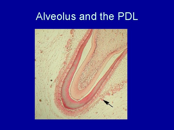 Alveolus and the PDL 