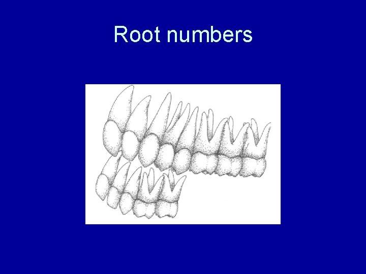 Root numbers 