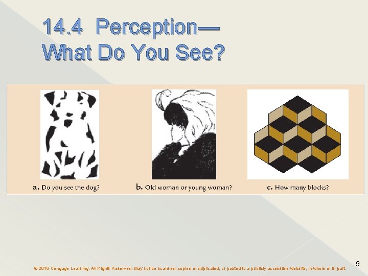 14. 4 Perception— What Do You See? © 2016 Cengage Learning. All Rights Reserved.