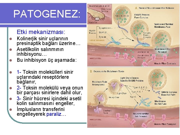 PATOGENEZ: Etki mekanizması: Kolinerjik sinir uçlarının presinaptik bağları üzerine… l Asetilkolin salınmının inhibisyonu… l