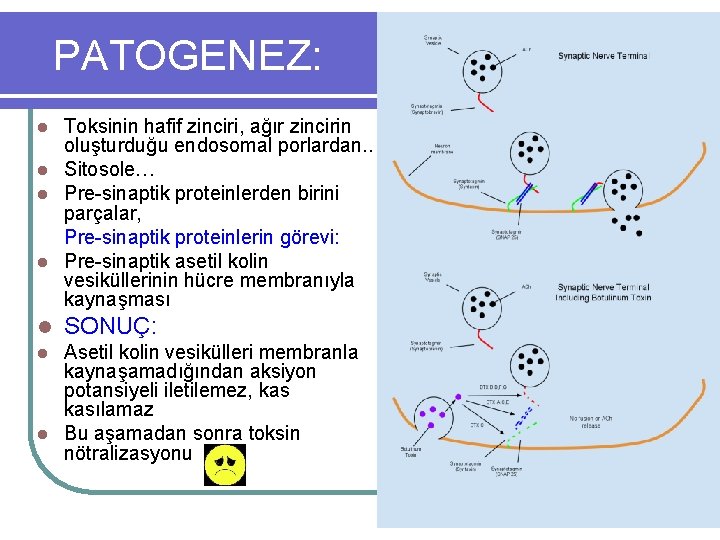 PATOGENEZ: Toksinin hafif zinciri, ağır zincirin oluşturduğu endosomal porlardan. . l Sitosole… l Pre-sinaptik