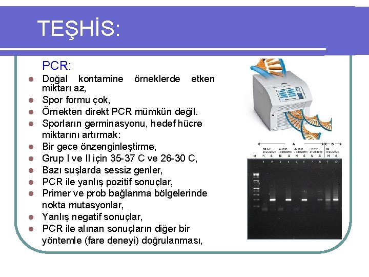 TEŞHİS: PCR: l l l Doğal kontamine örneklerde etken miktarı az, Spor formu çok,