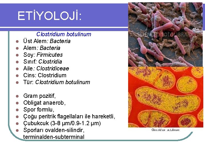 ETİYOLOJİ: l l l l Clostridium botulinum Üst Alem: Bacteria Soy: Firmicutes Sınıf: Clostridia