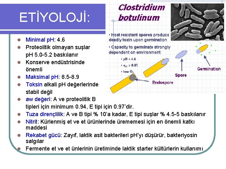 ETİYOLOJİ: l l l l l Minimal p. H: 4. 6 Proteolitik olmayan suşlar