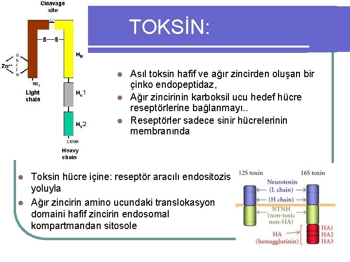 TOKSİN: Asıl toksin hafif ve ağır zincirden oluşan bir çinko endopeptidaz, l Ağır zincirinin