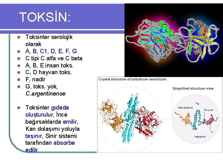 TOKSİN: l l l l Toksinler serolojik olarak A, B, C 1, D, E,