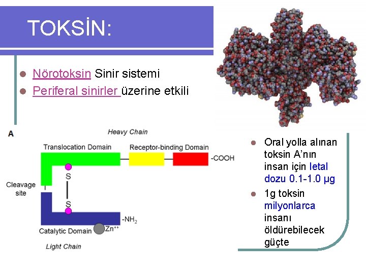 TOKSİN: Nörotoksin Sinir sistemi l Periferal sinirler üzerine etkili l Oral yolla alınan toksin