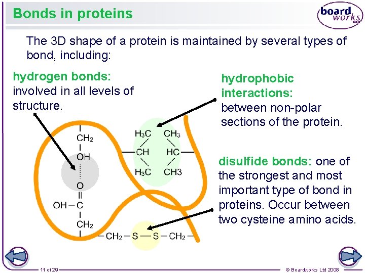 Bonds in proteins The 3 D shape of a protein is maintained by several