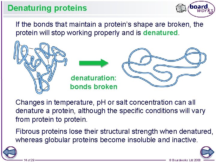 Denaturing proteins If the bonds that maintain a protein’s shape are broken, the protein