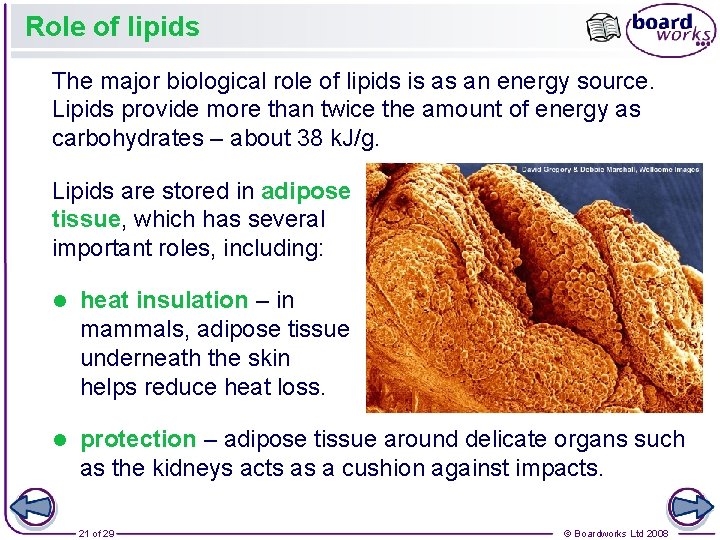 Role of lipids The major biological role of lipids is as an energy source.