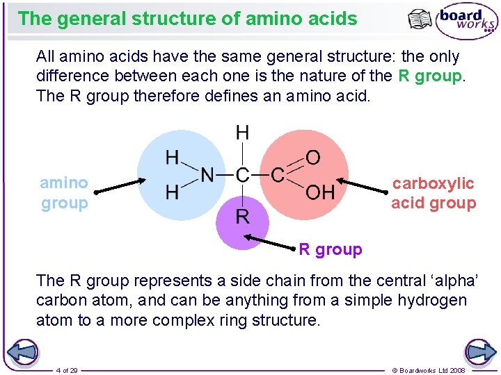 The general structure of amino acids All amino acids have the same general structure: