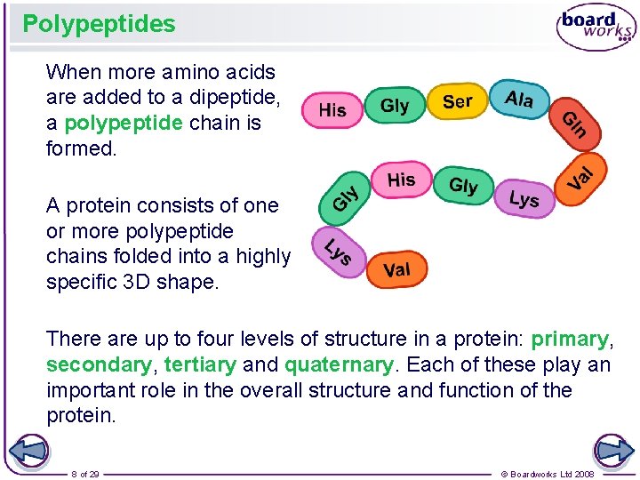 Polypeptides When more amino acids are added to a dipeptide, a polypeptide chain is