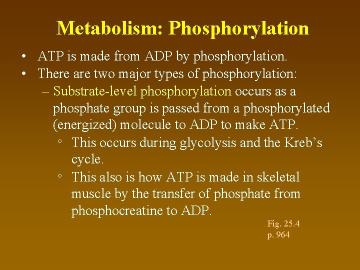 Metabolism: Phosphorylation • ATP is made from ADP by phosphorylation. • There are two