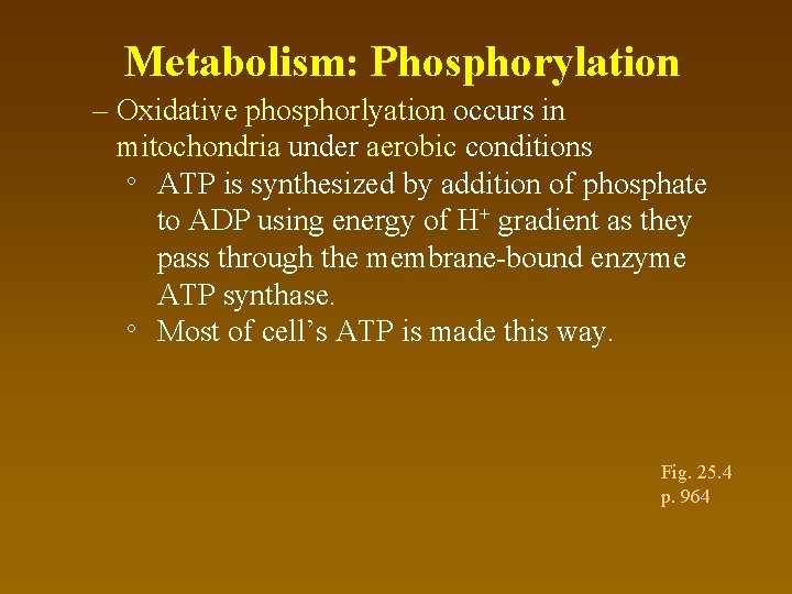 Metabolism: Phosphorylation – Oxidative phosphorlyation occurs in mitochondria under aerobic conditions ° ATP is