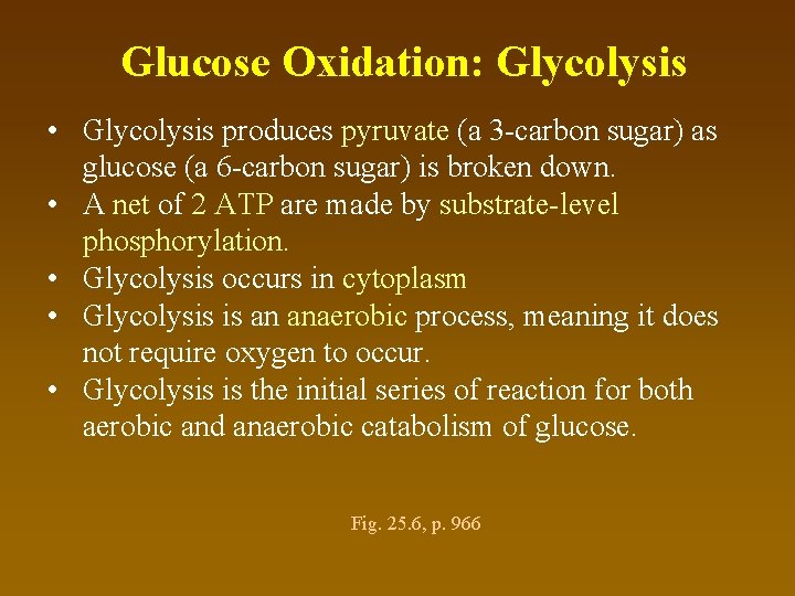 Glucose Oxidation: Glycolysis • Glycolysis produces pyruvate (a 3 -carbon sugar) as glucose (a