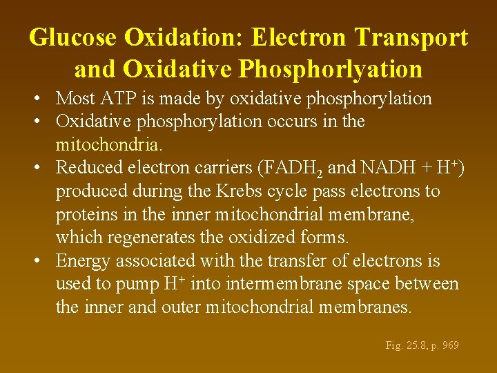 Glucose Oxidation: Electron Transport and Oxidative Phosphorlyation • Most ATP is made by oxidative