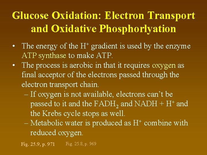 Glucose Oxidation: Electron Transport and Oxidative Phosphorlyation • The energy of the H+ gradient