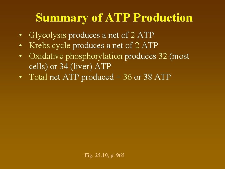 Summary of ATP Production • Glycolysis produces a net of 2 ATP • Krebs