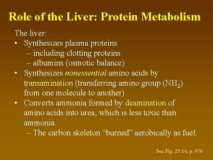 Role of the Liver: Protein Metabolism The liver: • Synthesizes plasma proteins – including