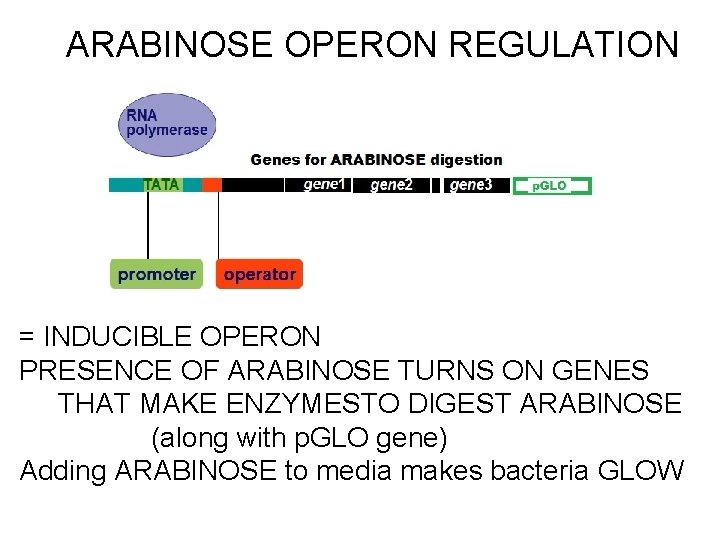 ARABINOSE OPERON REGULATION = INDUCIBLE OPERON PRESENCE OF ARABINOSE TURNS ON GENES THAT MAKE