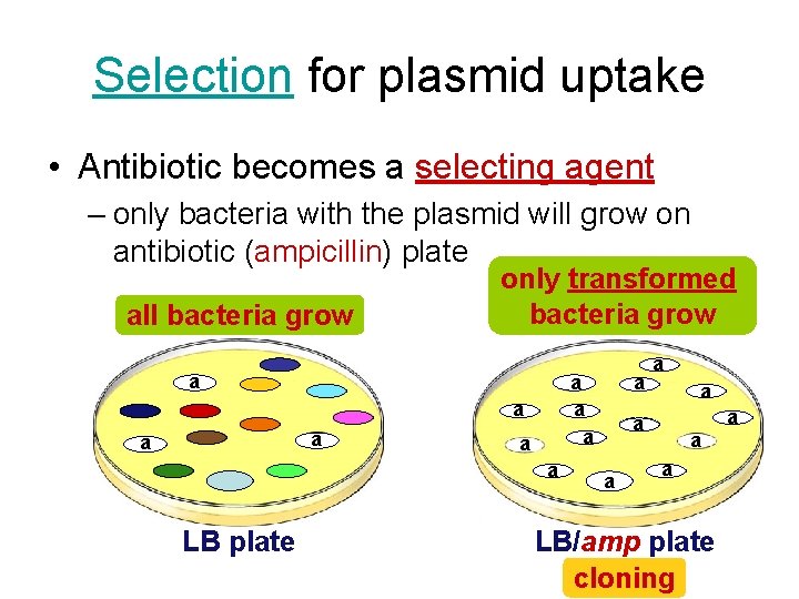 Selection for plasmid uptake • Antibiotic becomes a selecting agent – only bacteria with