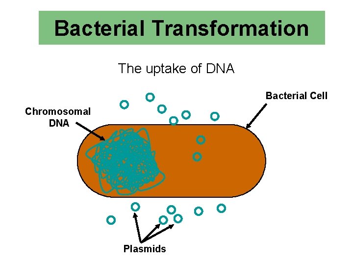 Bacterial Transformation The uptake of DNA Bacterial Cell Chromosomal DNA Plasmids 