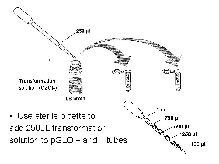 Transformation solution (Ca. Cl 2) • Use sterile pipette to add 250µL transformation solution