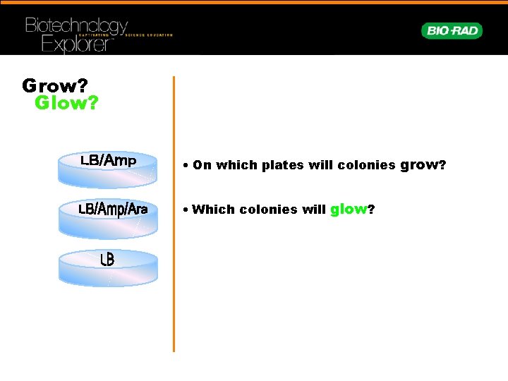 Grow? Glow? • On which plates will colonies grow? • Which colonies will glow?