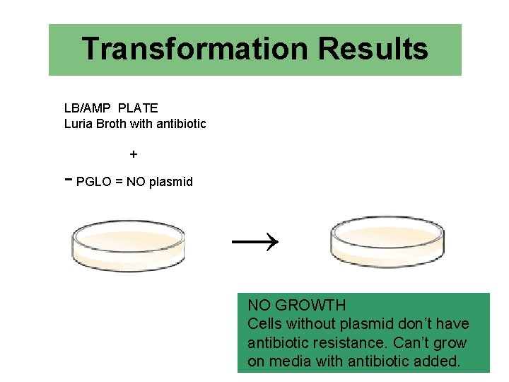 Transformation Results LB/AMP PLATE Luria Broth with antibiotic + - PGLO = NO plasmid