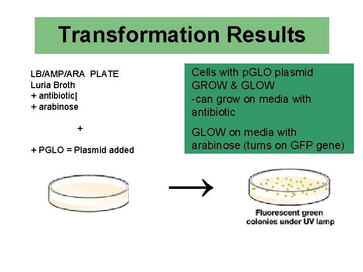Transformation Results LB/AMP/ARA PLATE Luria Broth + antibiotic| + arabinose + + PGLO =