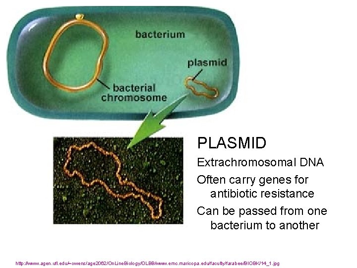 PLASMID Extrachromosomal DNA Often carry genes for antibiotic resistance Can be passed from one