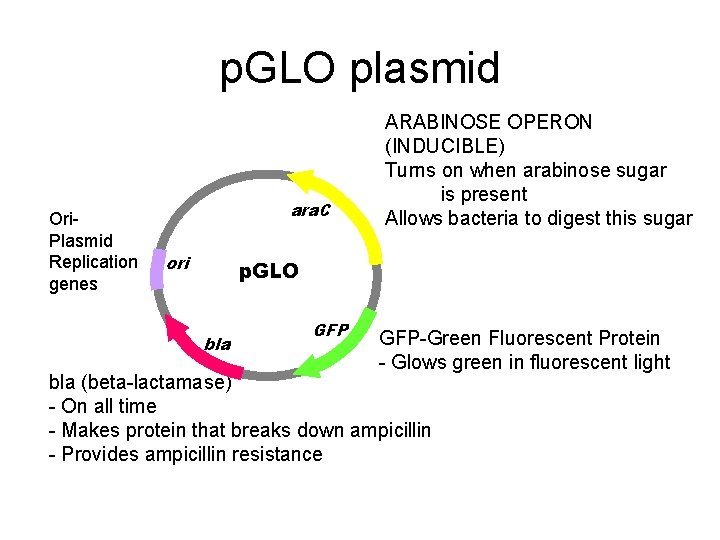 p. GLO plasmid Ori. Plasmid Replication genes ara. C ori ARABINOSE OPERON (INDUCIBLE) Turns