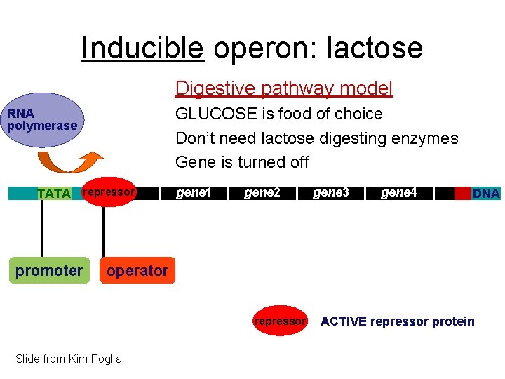 Inducible operon: lactose Digestive pathway model GLUCOSE is food of choice Don’t need lactose