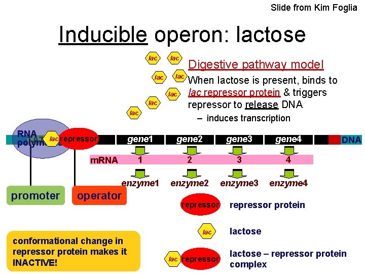Slide from Kim Foglia Inducible operon: lactose lac lac RNA lac TATA repressor polymerase