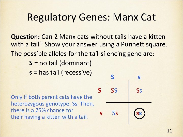 Regulatory Genes: Manx Cat Question: Can 2 Manx cats without tails have a kitten