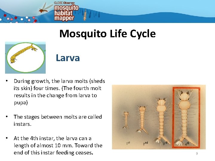 Mosquito Life Cycle Larva • During growth, the larva molts (sheds its skin) four