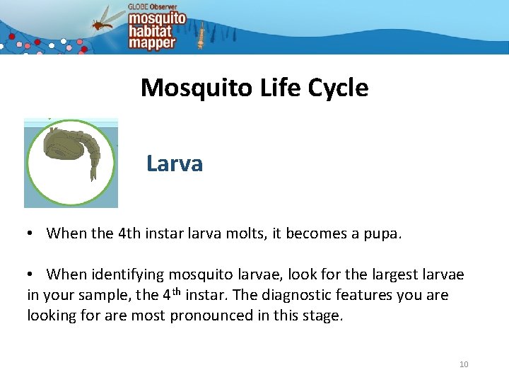 Mosquito Life Cycle Larva • When the 4 th instar larva molts, it becomes