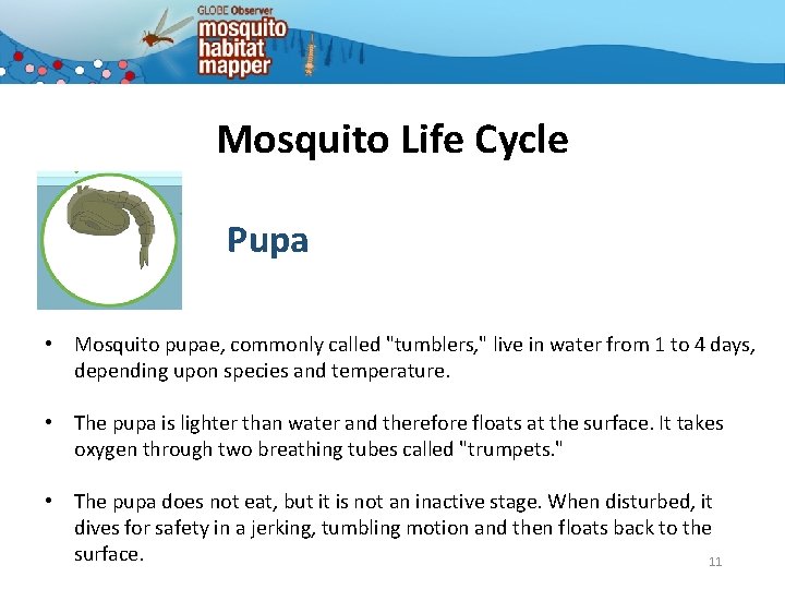 Mosquito Life Cycle Pupa • Mosquito pupae, commonly called "tumblers, " live in water