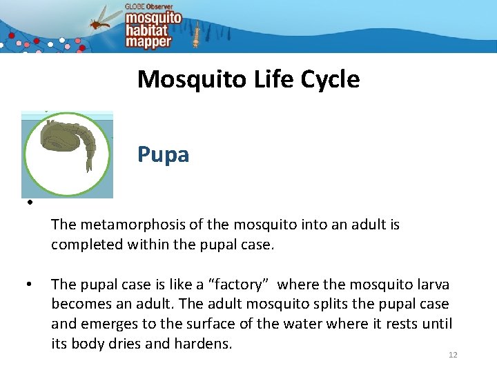 Mosquito Life Cycle Pupa • The metamorphosis of the mosquito into an adult is