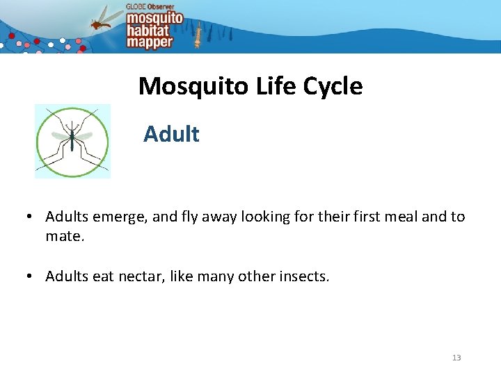 Mosquito Life Cycle Adult • Adults emerge, and fly away looking for their first