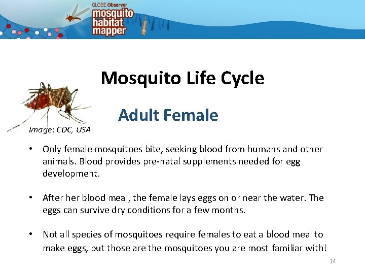 Mosquito Life Cycle Image: CDC, USA Adult Female • Only female mosquitoes bite, seeking