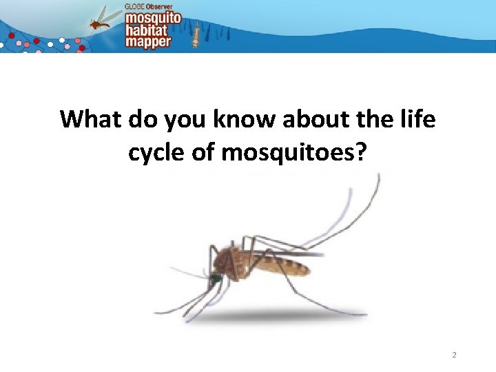 What do you know about the life cycle of mosquitoes? 2 