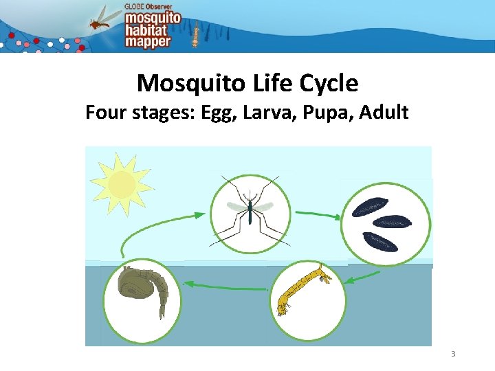 Mosquito Life Cycle Four stages: Egg, Larva, Pupa, Adult 3 